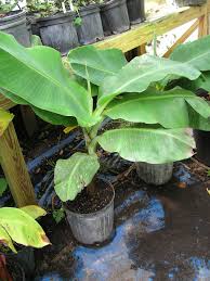 The same term is also used to describe the plants on which the bananas grow. Yes We Have No Banana Tree Plants