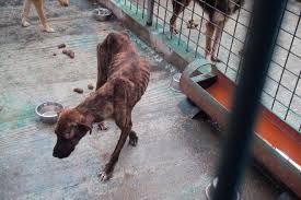 Wir sind eine anerkannte organisation, die sich für die rettung und vermittlung von hunden aus tötungsstationen auf den azoren in portugal einsetzt! Orte Des Todes Das Leid Der Hunde In Rumanischen Tierheimen Peta Deutschland E V