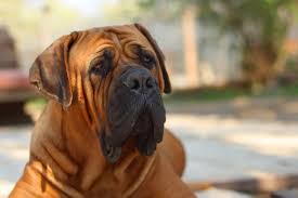 A rottweiler mix is a cross between a rottweiler and another dog breed. Boerboels Is This Breed Too Aggressive To Be A Family Dog K9 Web