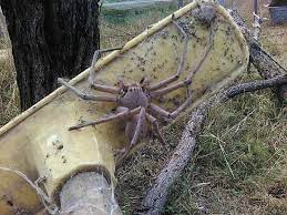 Hochwassergefahr bleibt bestehen, behörden warnen vor einer spinnenplage in #newsouthwales. Grosste Spinne Der Welt In Australien Entdeckt Mannersache
