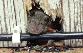 Diy or hire a professional. How To Get Rid Of Rats Quickly And Effectively