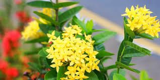 Image result for Ixora laurentii