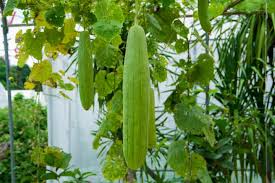 Gourds Types Of Gourds Growing Gourds Curing Gourds Old