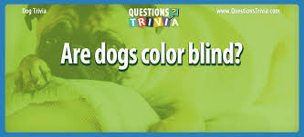 Dogs are some of the most beloved pets for us to have around. Dog Trivia Questions And Quizzes Questionstrivia