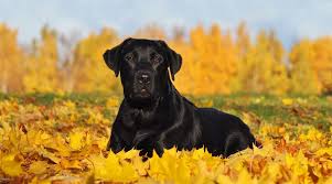 Check spelling or type a new query. Great Pyrenees Labrador Retriever Mix Pyrador Breed Info