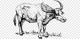 Cartoon Bison S Mammal Cow Goat Family Png Pngegg Find & download free graphic resources for bison cartoon. pngegg