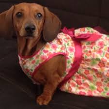 Cutest Weiner Dog All Dressed Up For Easter Dachshund Love Weiner Dog Wiener Dog