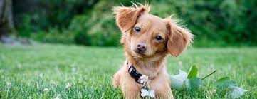 Registering your pet's microchip links (you), the pet parent how does pet microchipping work? Dog Registration By State Black Hawk