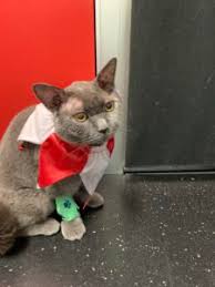 A urinalysis will also be performed and examined. Frederik S Feline Brain Surgery Gordon Vet
