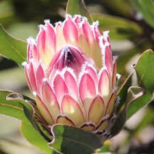 Image result for Protea micans