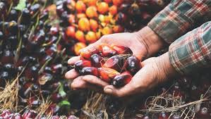 Every aspect of sdg 11, when you really examine implementation needs and barriers, calls for corresponding and yet, if we as a global community make urban centers an increasing focus of efforts to achieve the sustainable development goals. Can Palm Oil Truly Be Sustainable Malaysia Offers A Certification Model We Ve Been Waiting For