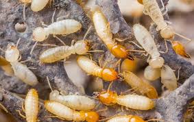 Terminix charleston exterminators, termite, & pest control. Drywood Termite Identification A Guide To Drywood Termite Control