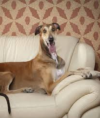 Check spelling or type a new query. 10 Cool Facts About Greyhounds Mom Com