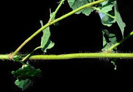 Image result for Pavonia burchellii