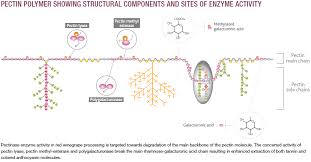 We did not find results for: Wines Vines Enzyme And Tannin Applications