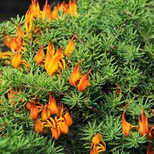 Image result for Lotus berthelotii