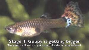 How To Tell If A Guppy Is Pregnant Guppy Fish Guppy Tropical Fish Aquarium