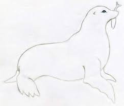 How To Draw A Seal A wide variety of cute seal pictures options are available to you, such as subjects, material, and style. how to draw a seal