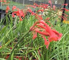 Image result for Cyrtanthus mackenii