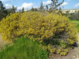 Image result for Cassia thyrsoidea
