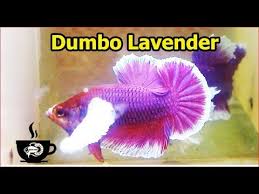 Dumbo Lavender Tai Khủng Mau Cực Ngầu Betta Coffy 094 3300 365 Youtube