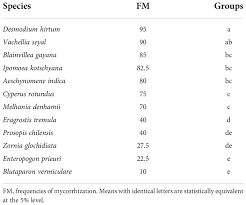 Image result for Kohautia microflora