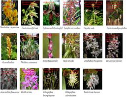 Image result for Eulophia longisepala