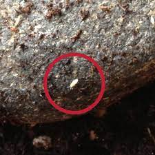 All the visible ones are females. Little White Bugs In Soil