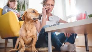 A lire certains d'entre vous ce sont les voisins le problème. Quand Les Animaux Sont La Cause De Troubles De Voisinage
