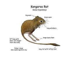 Maybe you would like to learn more about one of these? Kangaroo Rat