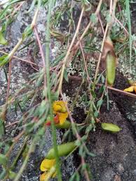 Image result for Crotalaria xanthoclada