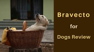 Seeing as your dogs have only gotten skin conditions as a result of. Bravecto For Dogs Review 2019 Paws Up Or Down