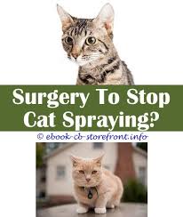 14 Uplifting Do Cat Stop Spraying Cats Cat Spray Male Cat Spraying