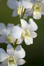 Thai Orchid Beautiful Flowers Orchids Amazing Flowers