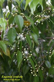 Image result for Eugenia aschersoniana