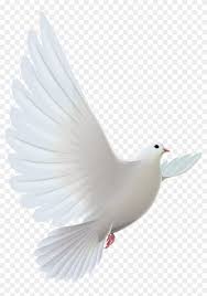 White Flying Pigeon Png Image Garden Bugs Pngtree provides you with 43 free transparent flying pigeon png, vector, clipart images and psd files. white flying pigeon png image garden bugs