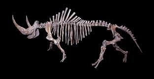Woolly mammoths were once common in north america and siberia. Woolly Rhinoceros Wikipedia