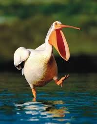 Bird With Big Mouth Pin By Linda Morgan On Madarak Art Bird Funny Birds Beautiful Birds Animals Beautiful