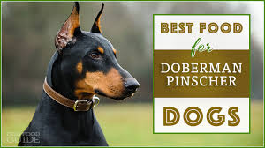 Best Food For Your Doberman Pinschers Top Puppy Adult