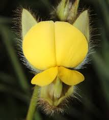 Image result for Crotalaria calycina