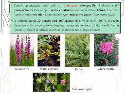 Image result for Punicaceae