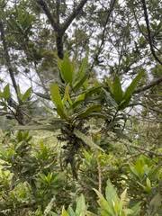 Image result for Pancovia golungensis