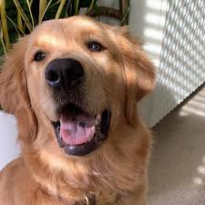 The golden retriever club of america is a dedicated club that owns and breeds golden retrievers. Adopt A Golden Retriever Puppy Near Los Angeles Ca Get Your Pet