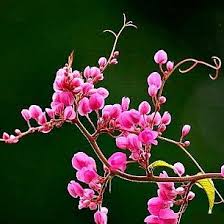 Image result for Psophocarpus grandiflorus
