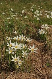 Image result for Zephyranthes candida