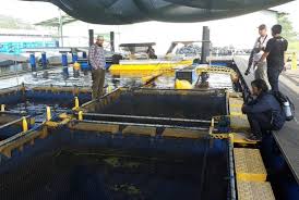 Jokowi Akan Resmikan Keramba Jaring Apung Di Pangandaran Republika Online