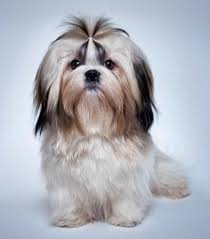 Also known as the snichon, this obvious cross is a delightful doggo who is becoming a popular shih tzu mix. The 7 Best Haircuts For Shih Tzu