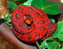 Brilliant Red Snake Looks Photoshopped But So What Pet Snake Reptiles Snake