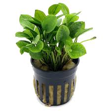 Image result for Ranalisma