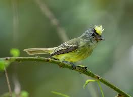 Image result for Geigeria engleriana